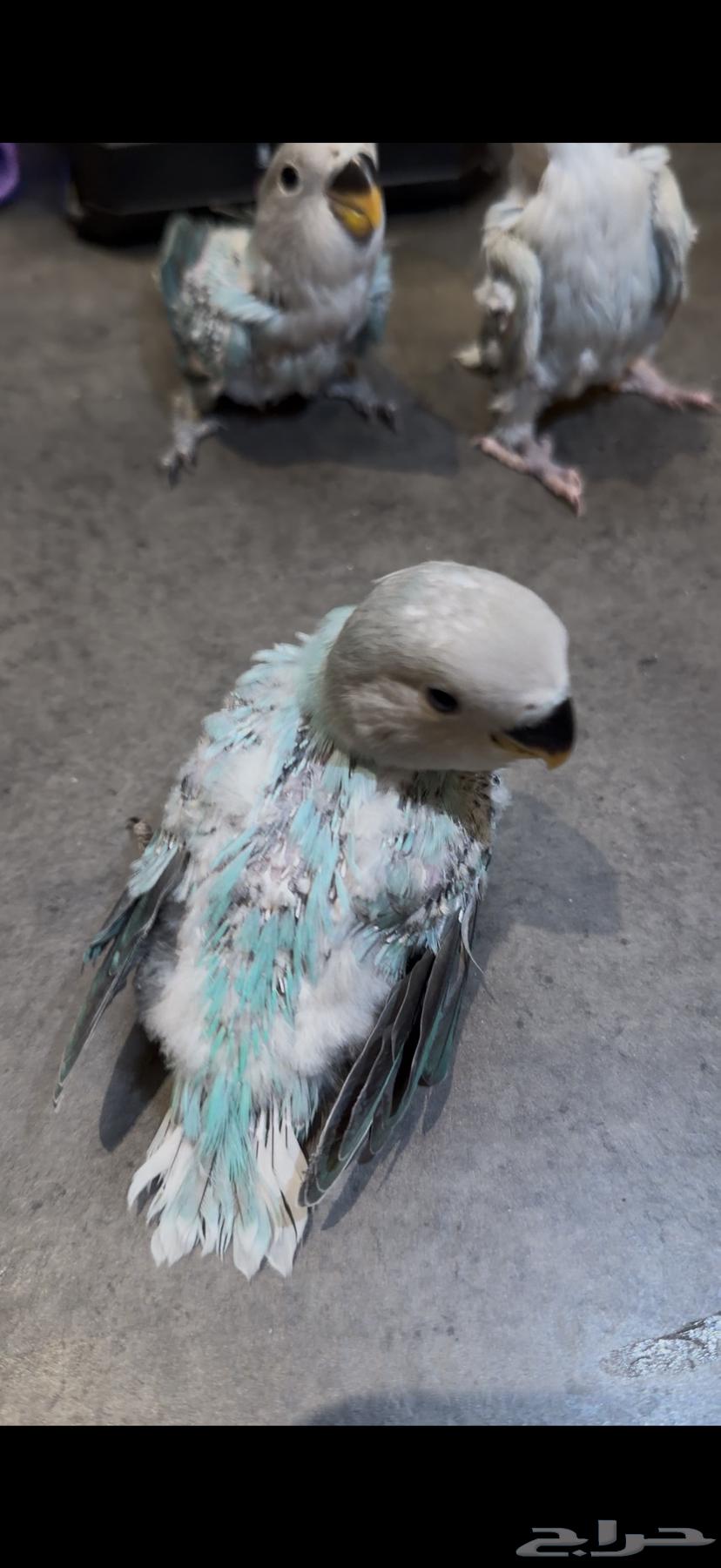 فرخ روز64428363196930112