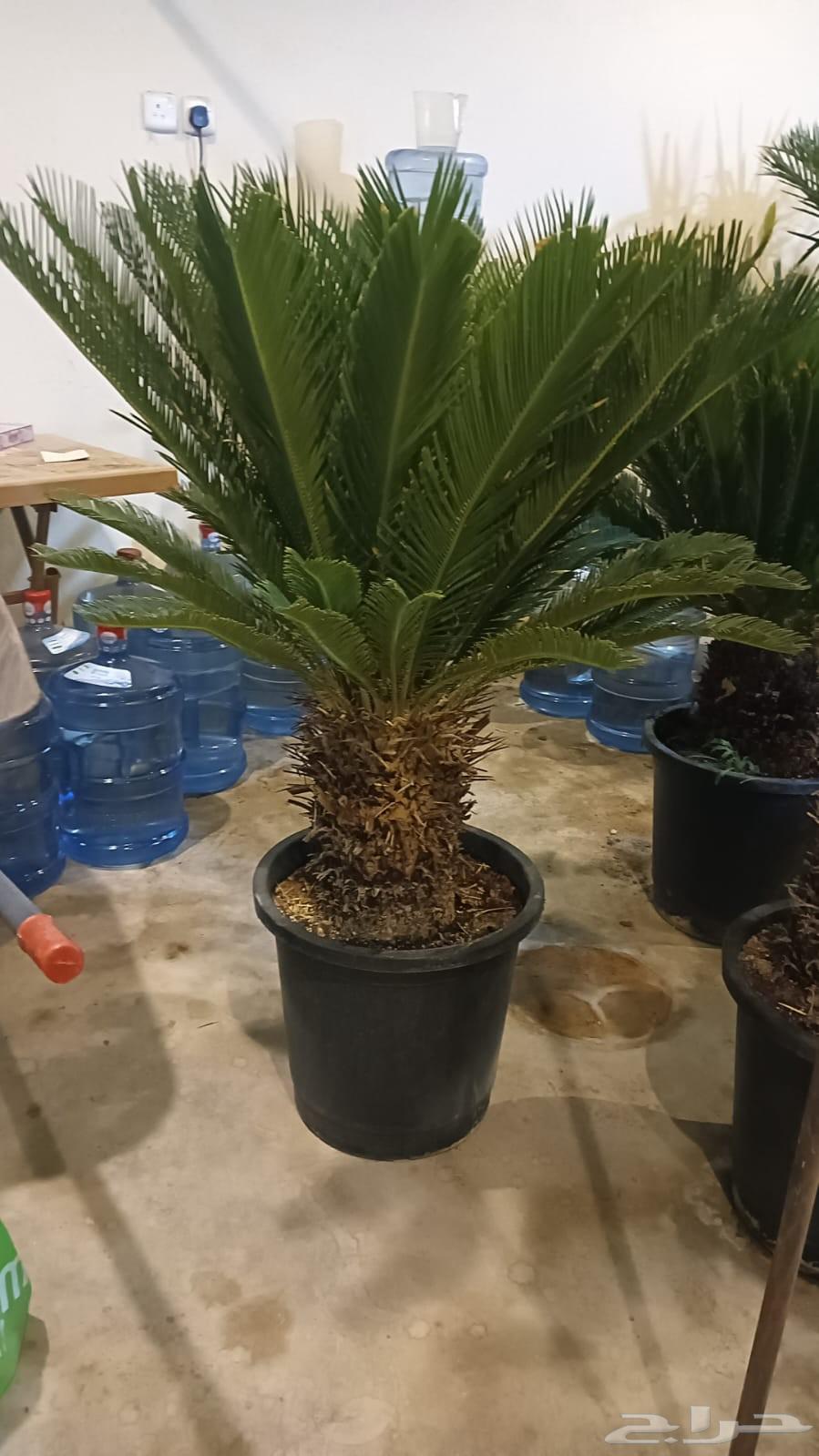 تنسيق حدائق أشجار وزهور64198461328130110