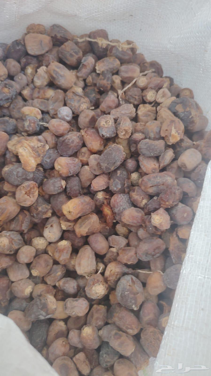 Nafie Date64529093048322114