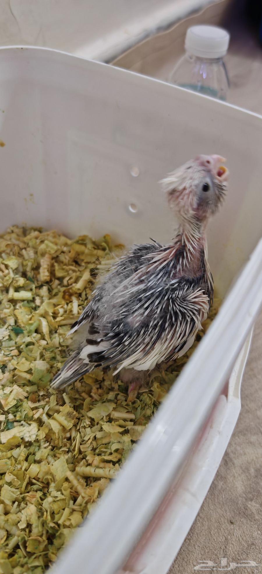 فرخ كروان هولندي64478224947075112