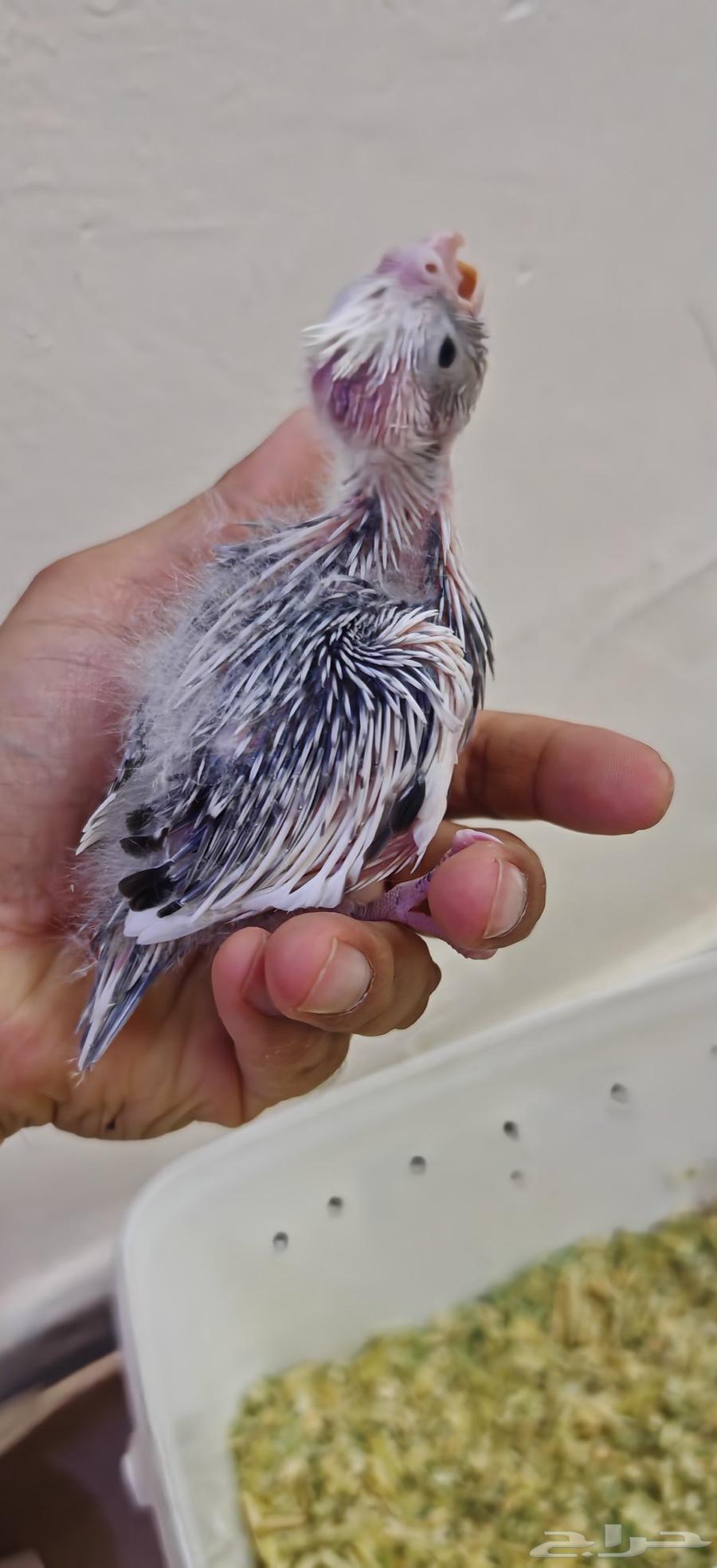 فرخ كروان هولندي64478224947075110