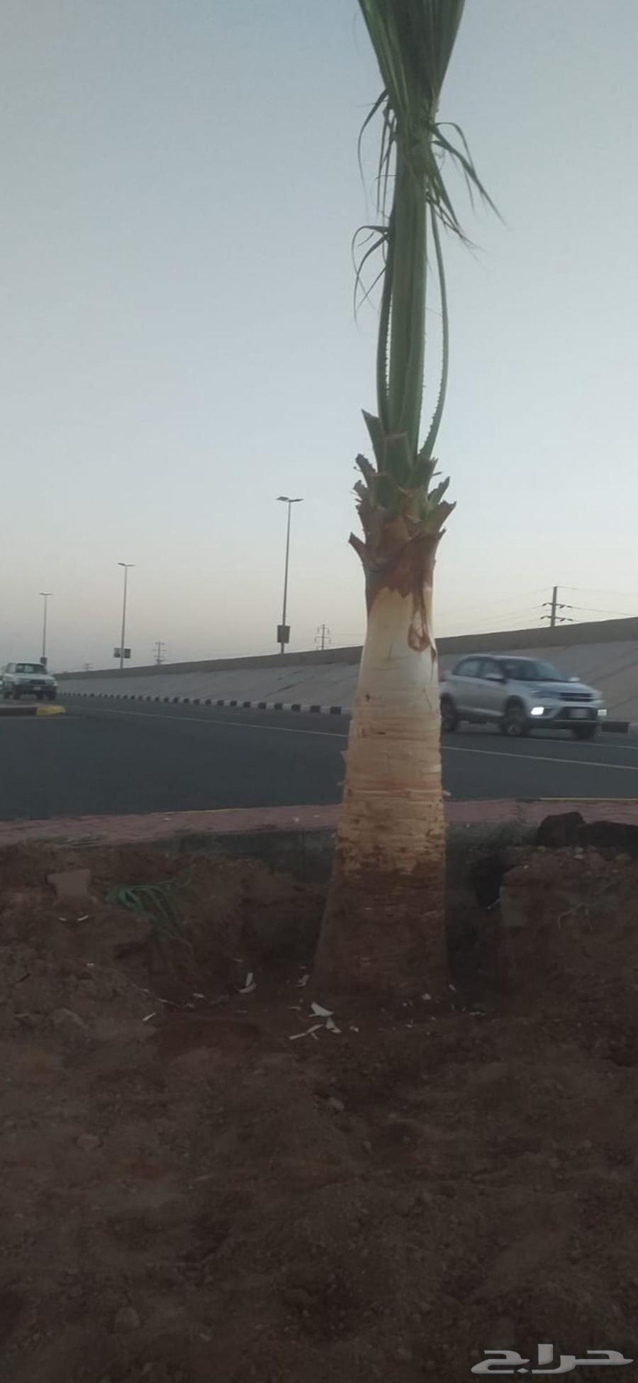 نخال مصري64200008342145113