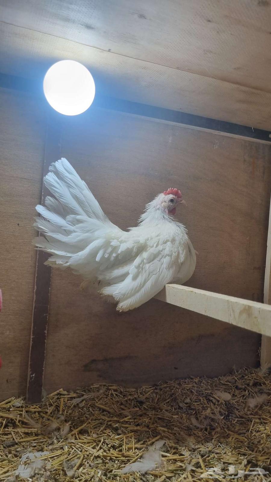 Distinctive Dwarf Chicken Set64606291053570112