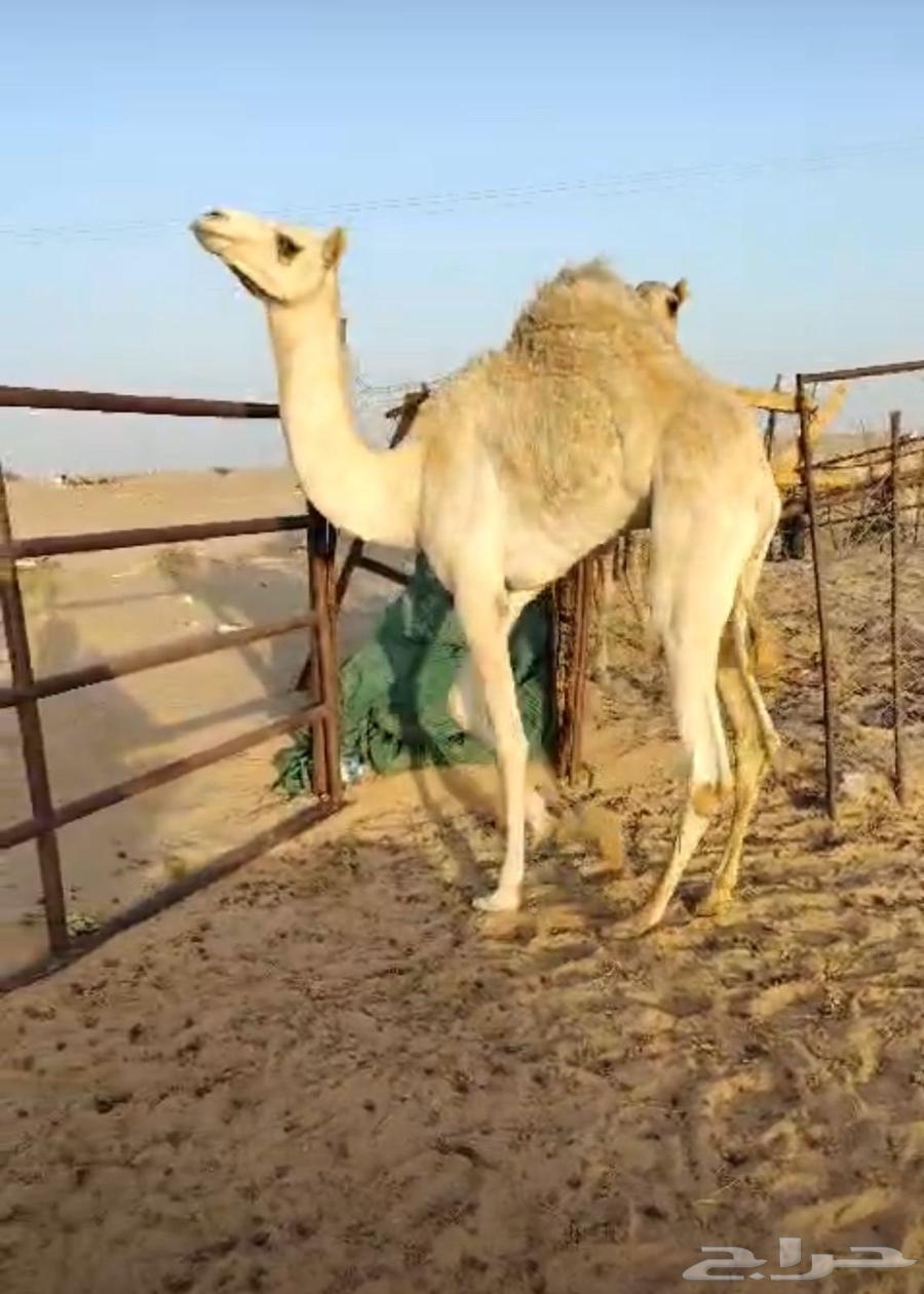 قعدان بلدي كفو للبيع64595574723074110