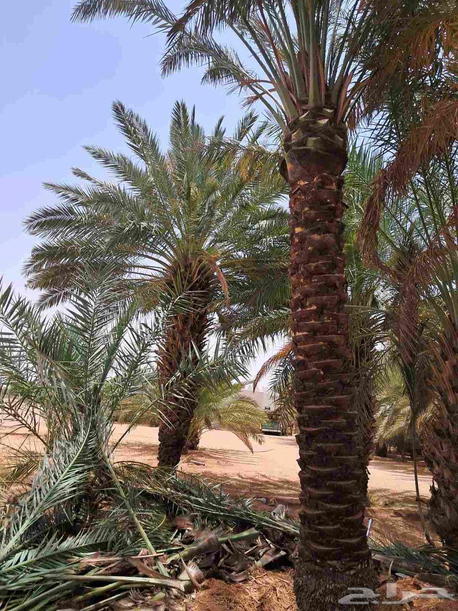 نخال مصري64200008342145114