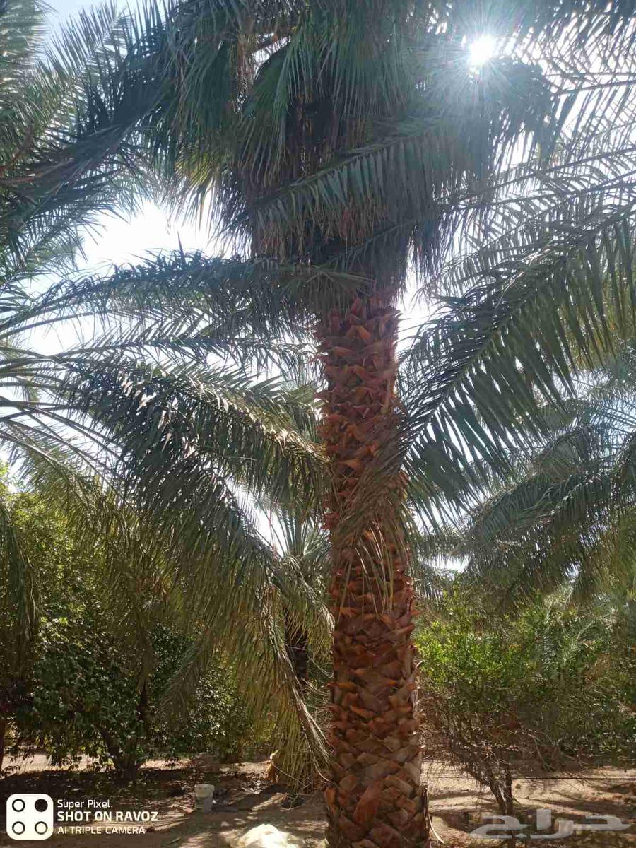 نخال مصري64200008342145110