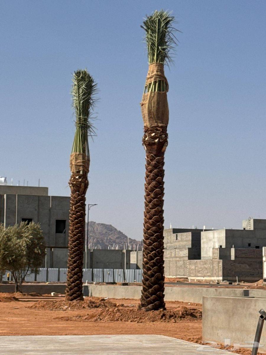 نخال مصري64200008342145112