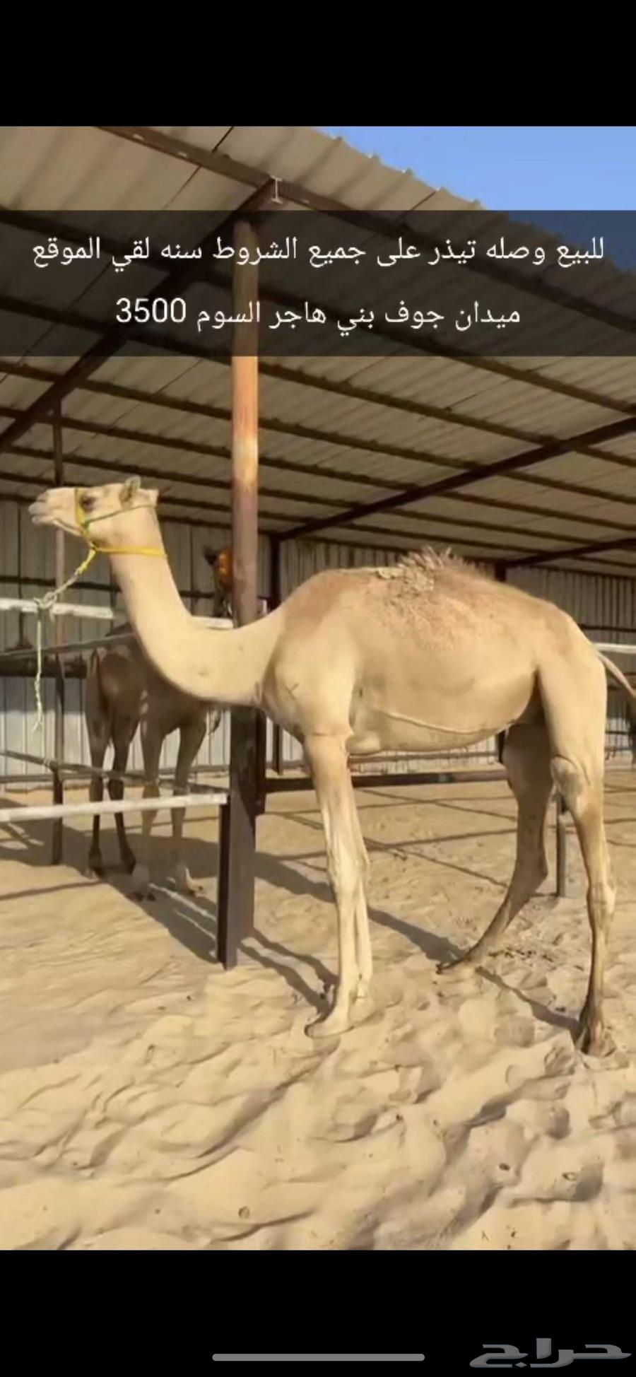 للبيع وصله او تيذر هجن لقي64565061493633110