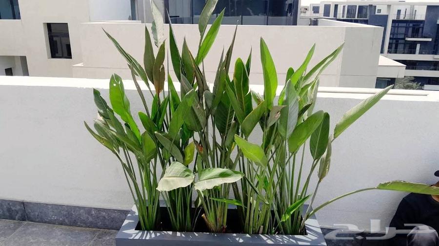 زراعه جميع انواع الاشجار والنخل النجيل وكل ما يتعلق بالزراعه64262264803329112