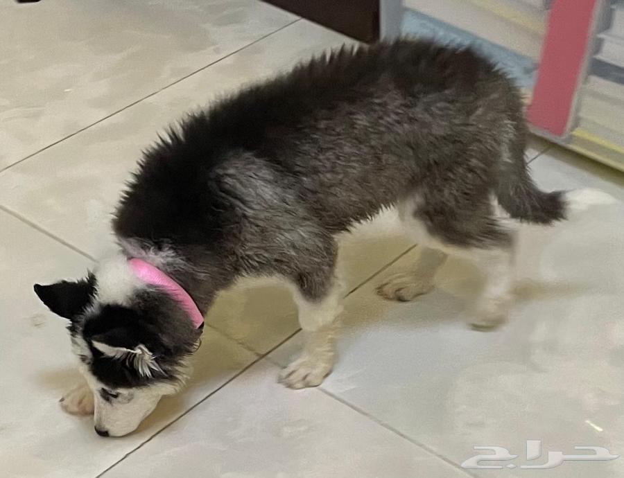 هاسكي انثي بيور العمر شهرين64515975680385111