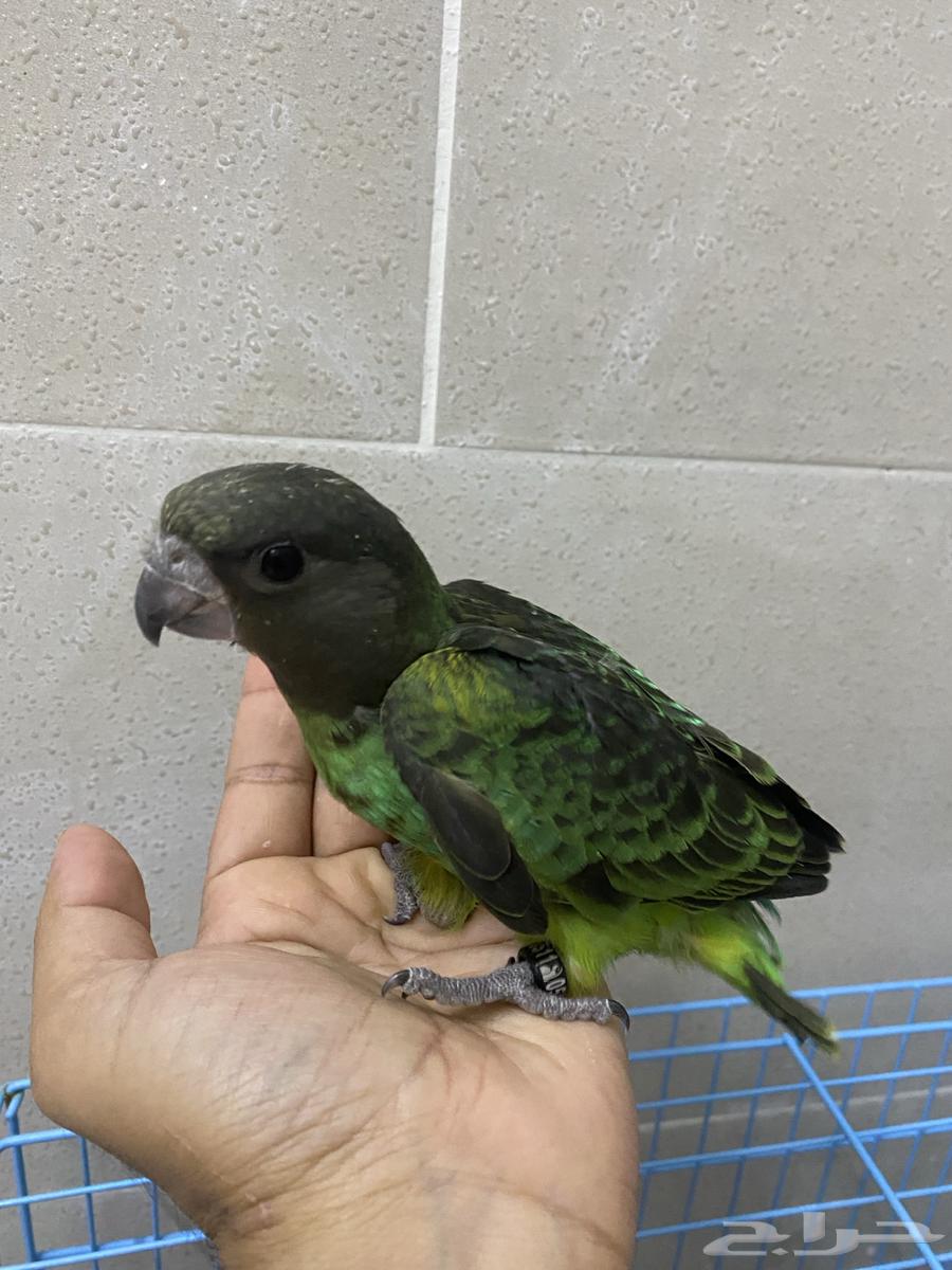 For lovers of rare items, Meyers' parrot chicks64560754168577113