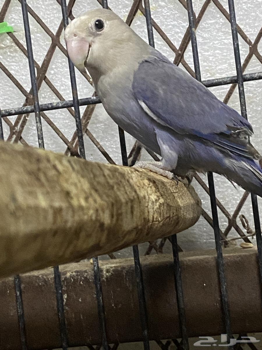 للبيع فردة روز64402969340931110