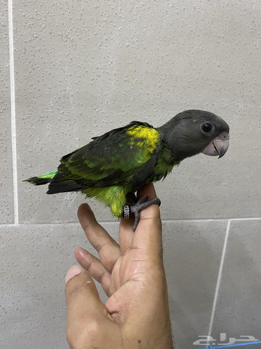 For lovers of rare items, Meyers' parrot chicks64560754168577111