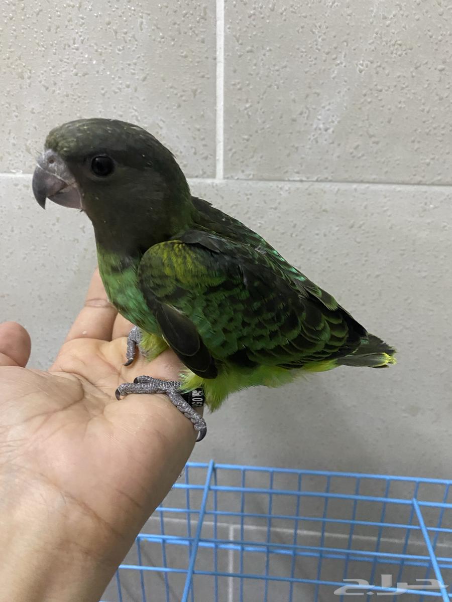 For lovers of rare items, Meyers' parrot chicks64560754168577114