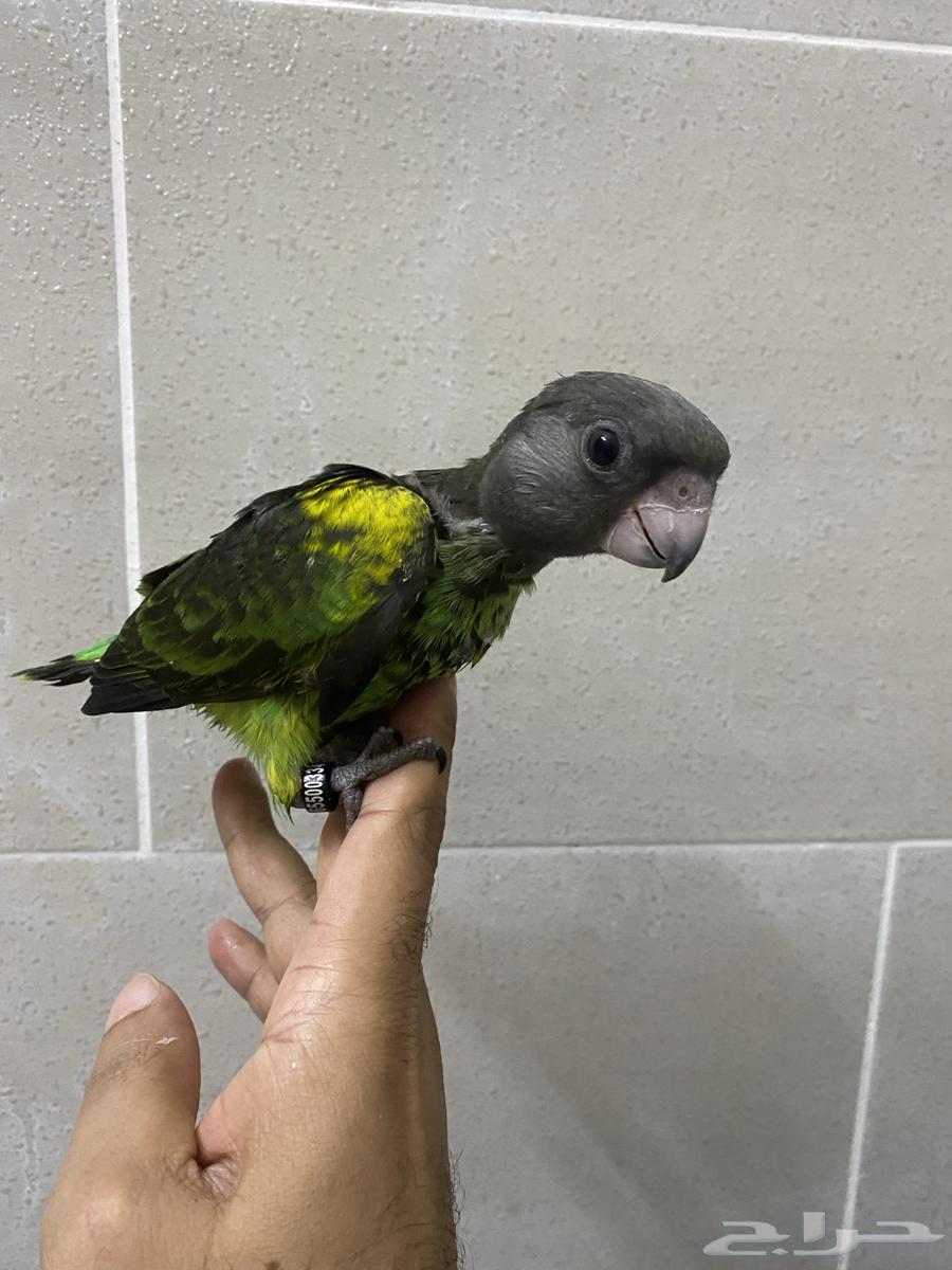 For lovers of rare items, Meyers' parrot chicks64560754168577112