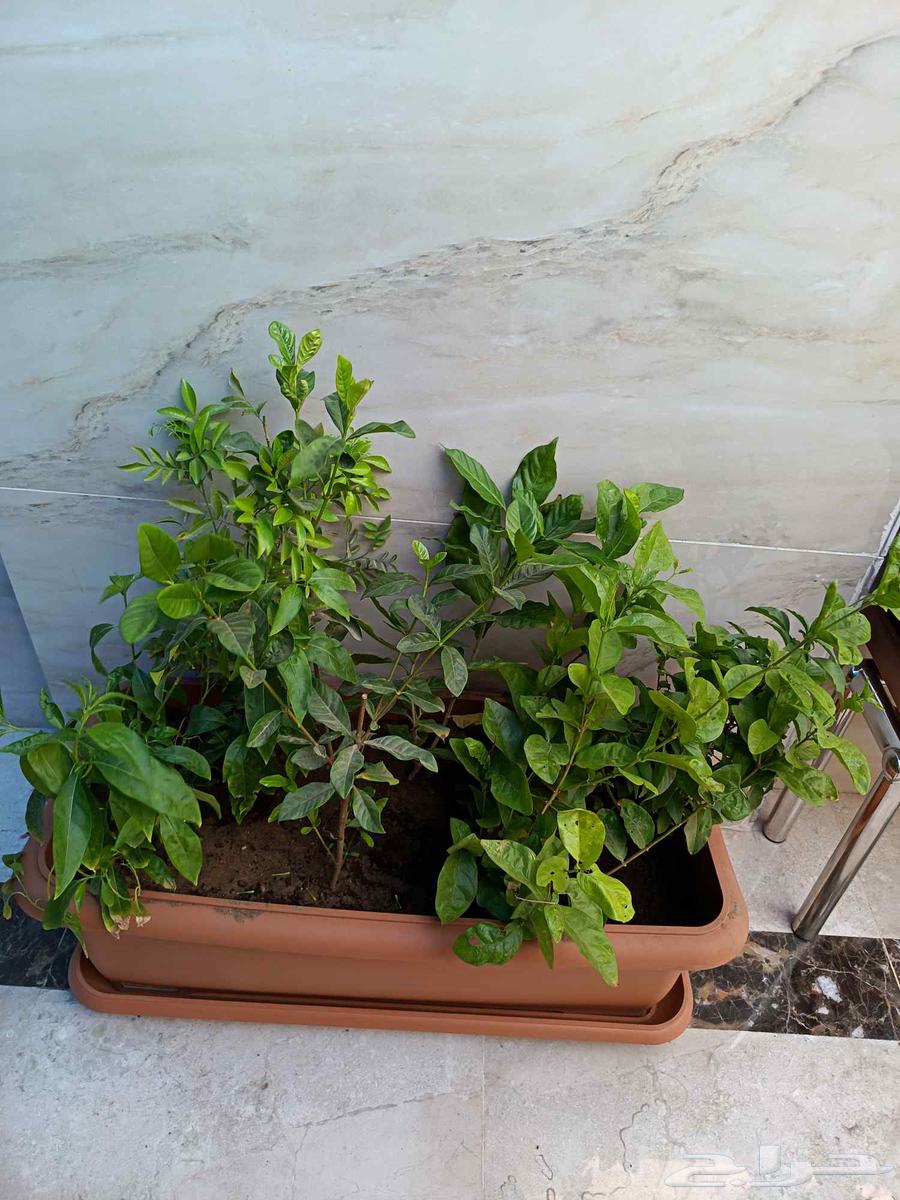 تنسيق حدائق جده ومكه64199111724674111