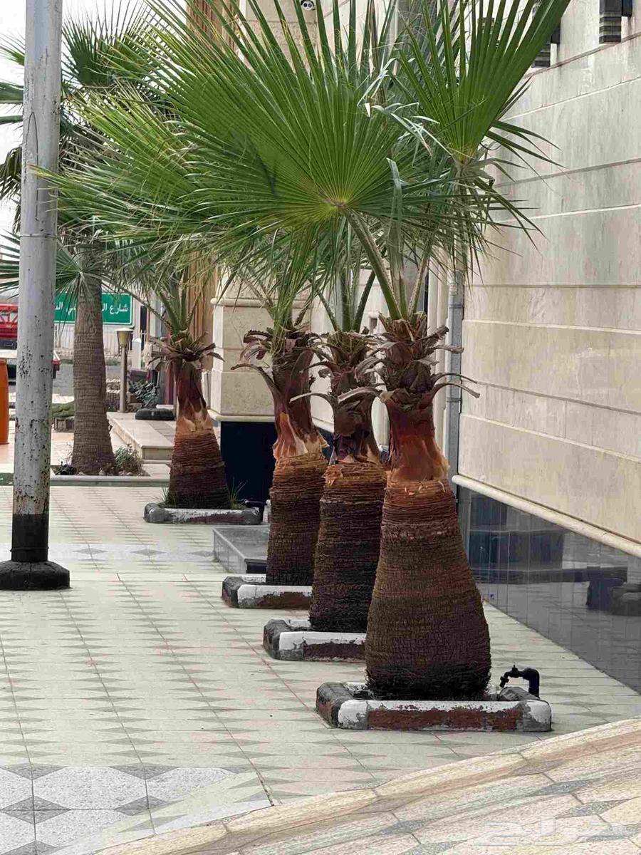 نخال مصري64200008342145111