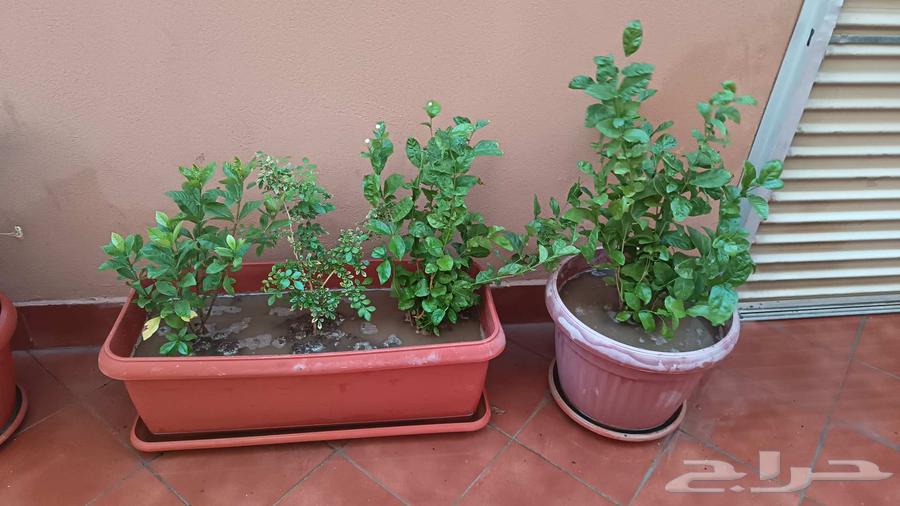 تنسيق حدائق جده ومكه64199111724674113