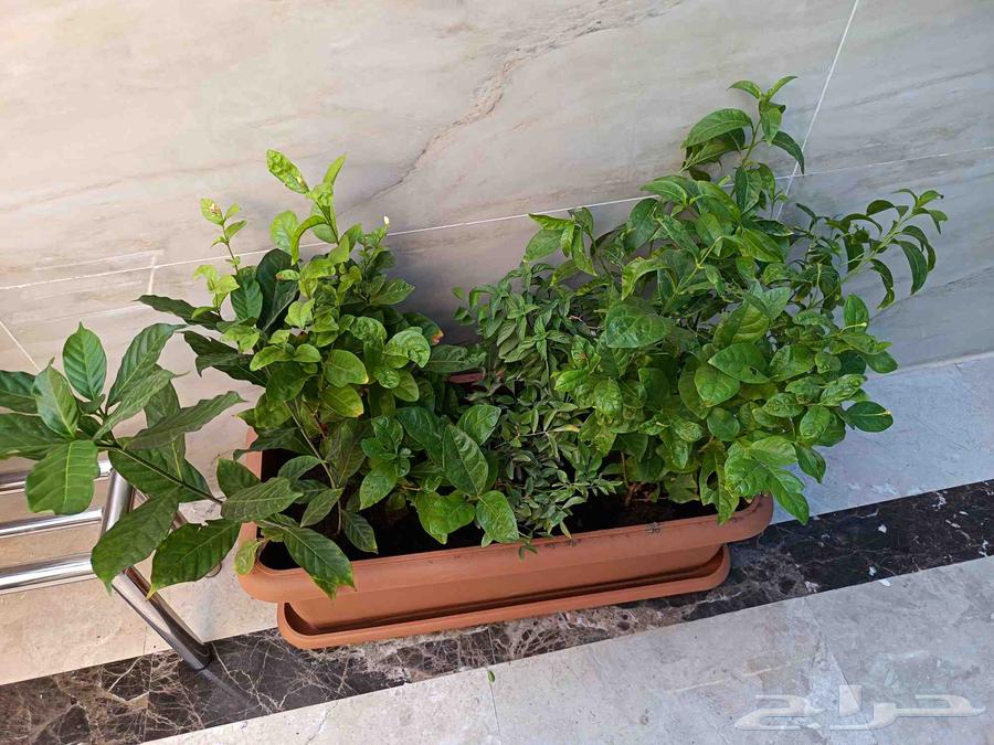 تنسيق حدائق جده ومكه64199111724674110