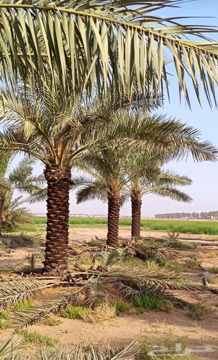 تنضيف وتكريب64224163577729111