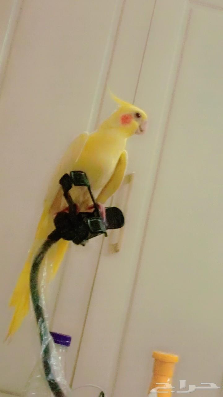 للبيع كروان الاتينو عيون حمر متكلم والليف وهدد64608165602561110