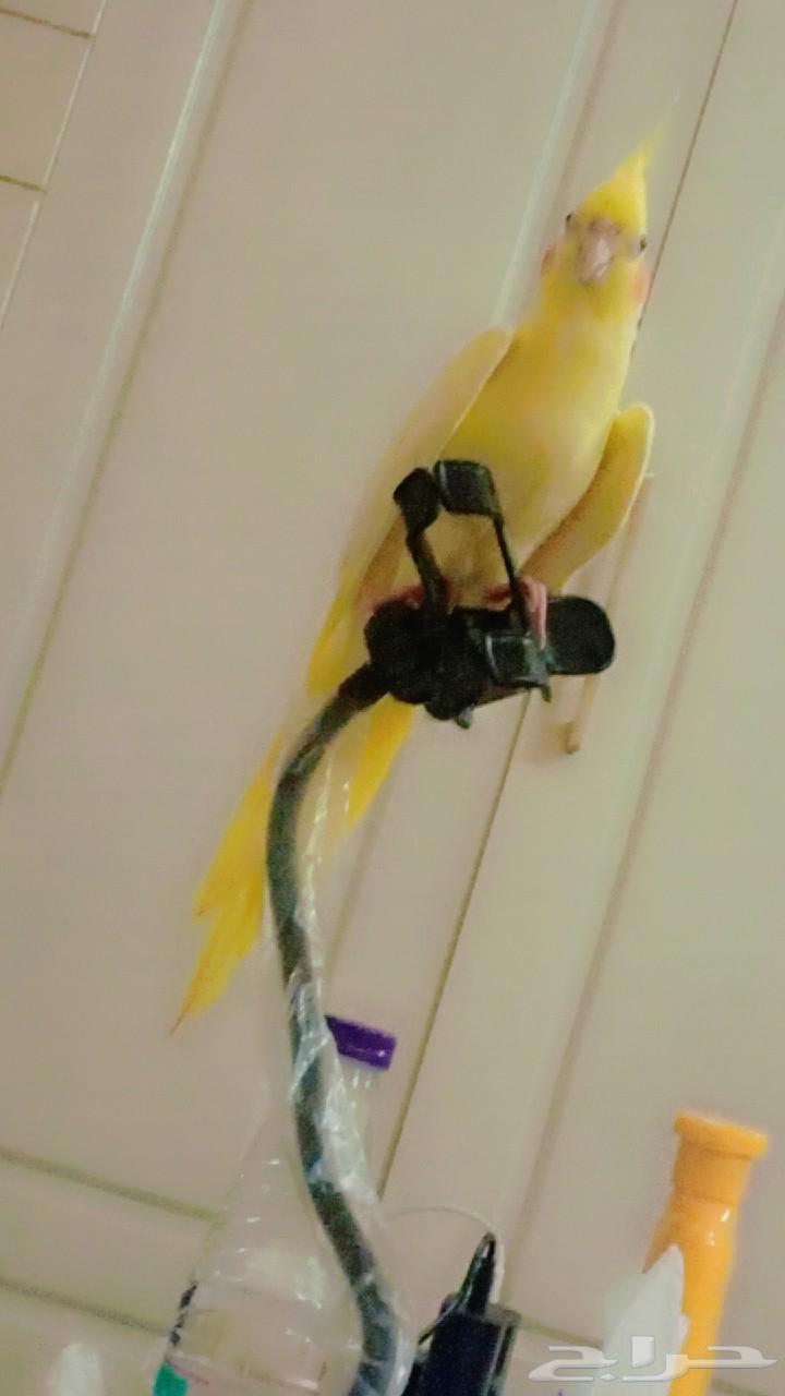 للبيع كروان الاتينو عيون حمر متكلم والليف وهدد64608165602561111