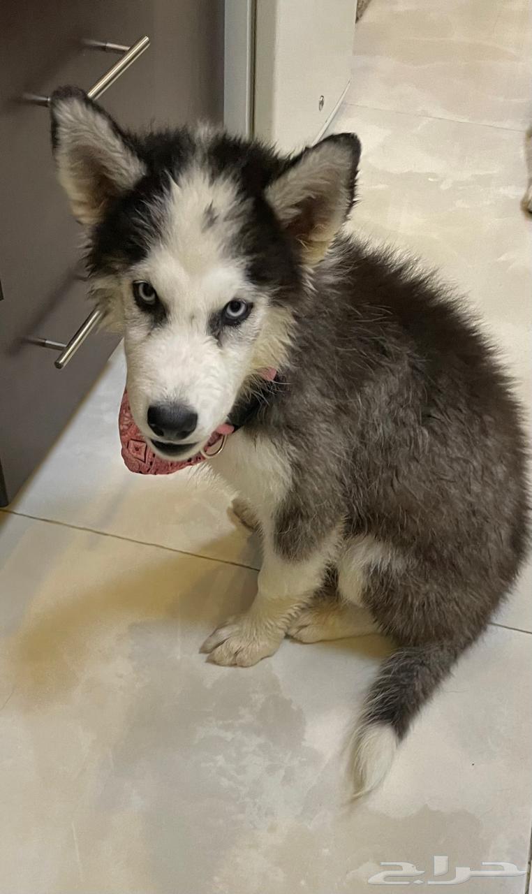 هاسكي انثي بيور العمر شهرين64515975680385112