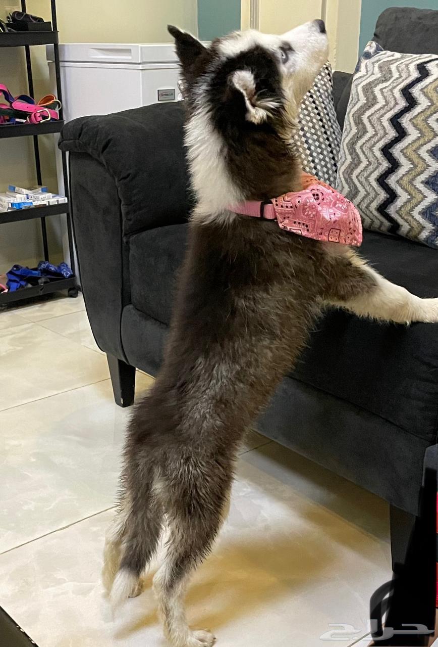 هاسكي انثي بيور العمر شهرين64515975680385110