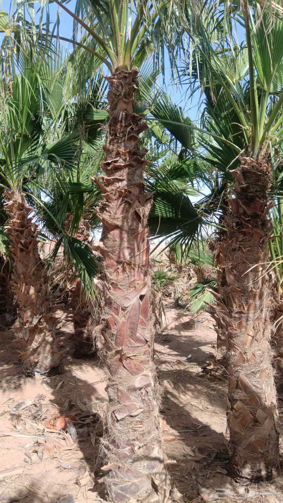 واشنطن64200423987459110