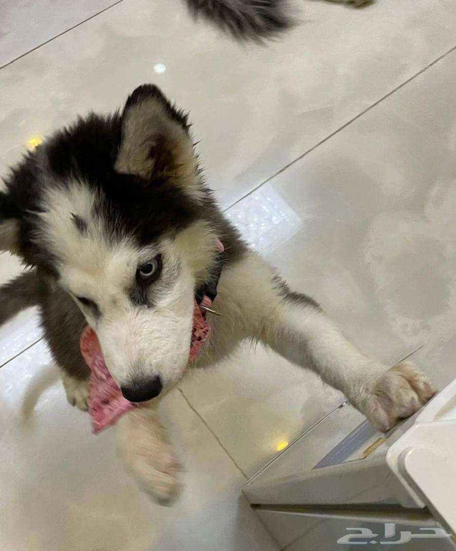 هاسكي انثي بيور العمر شهرين64515975680385114