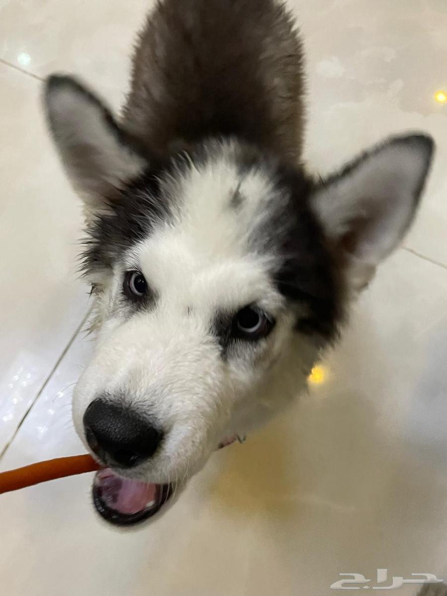 هاسكي انثي بيور العمر شهرين64515975680385113