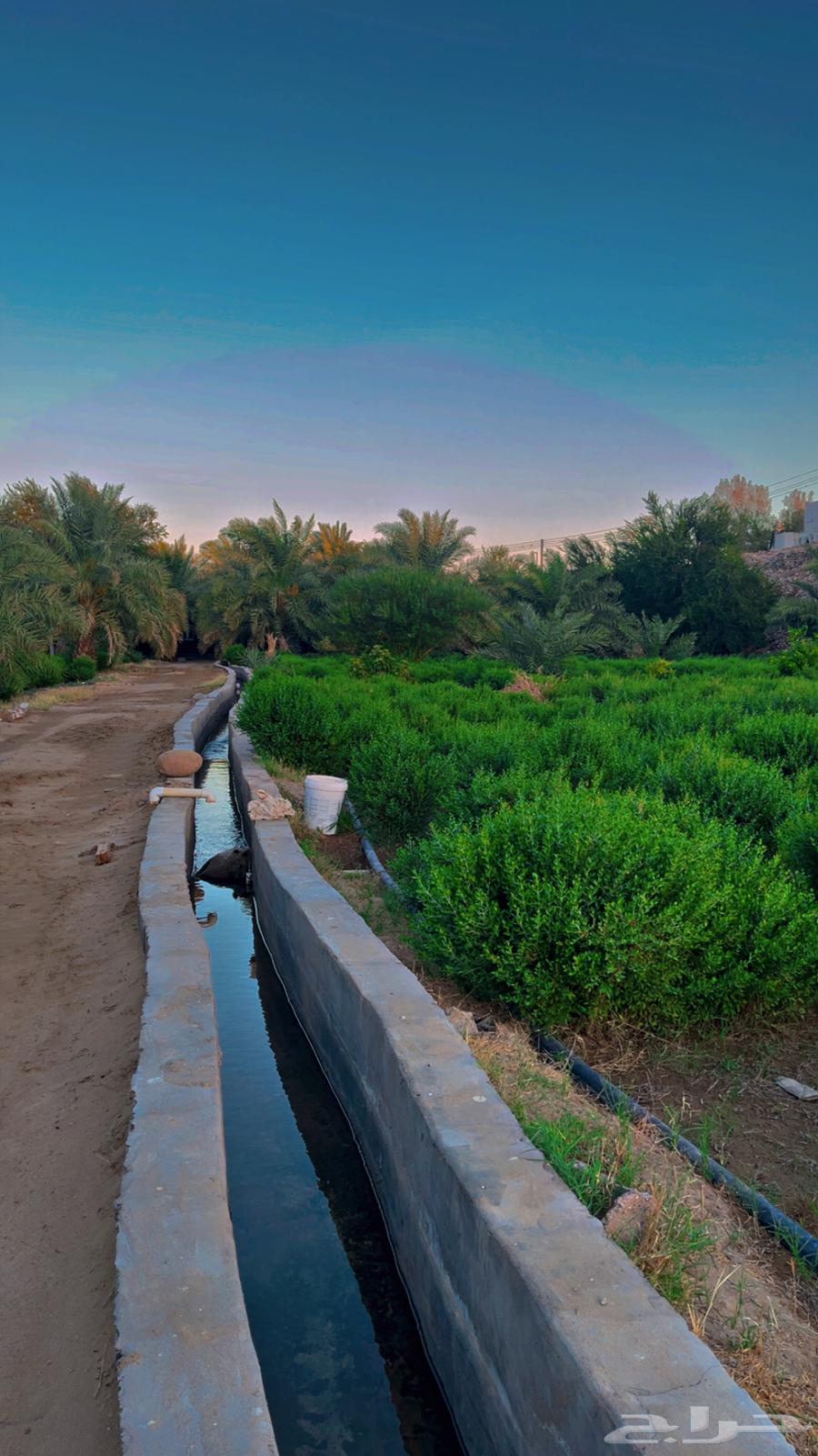 فرصة استثمارية مميزة في ينبع النخل64160433909889114