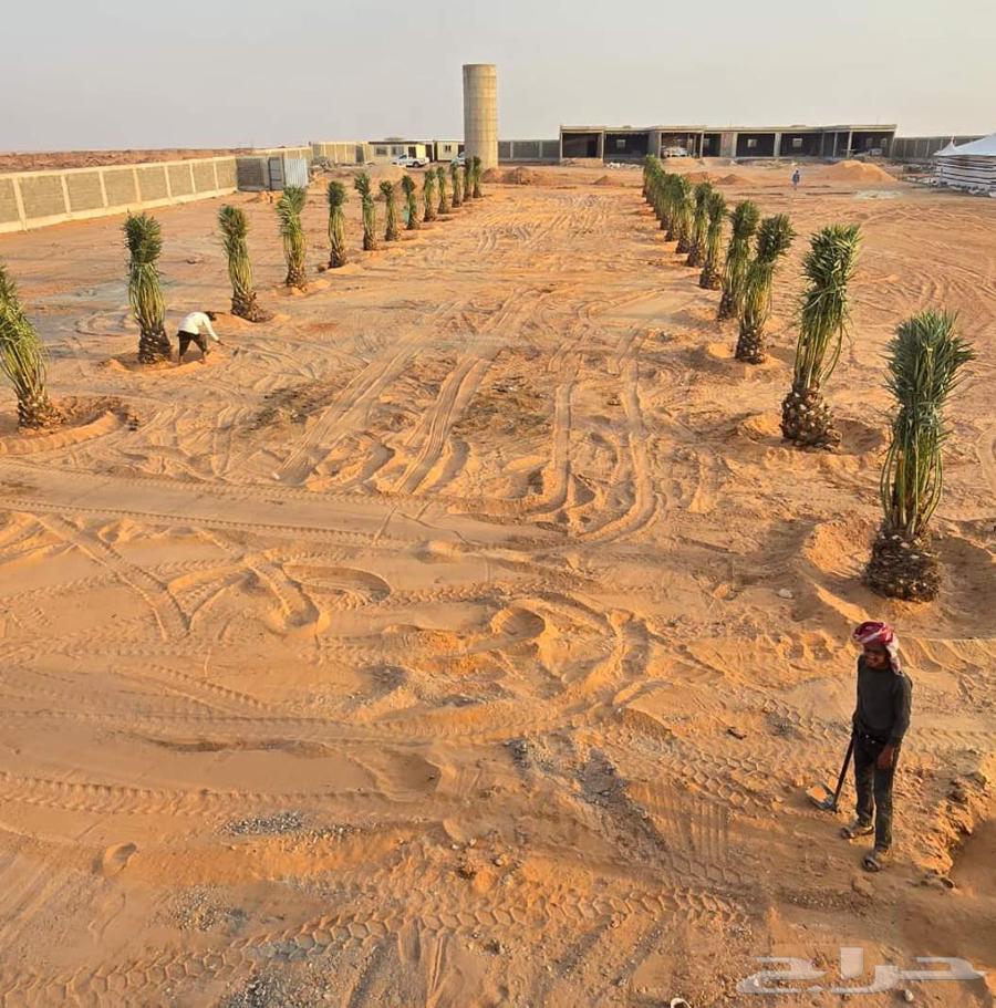 We specialize in uprooting, planting, and supplying all types of western palm and ornamental palm trees64377063792643113