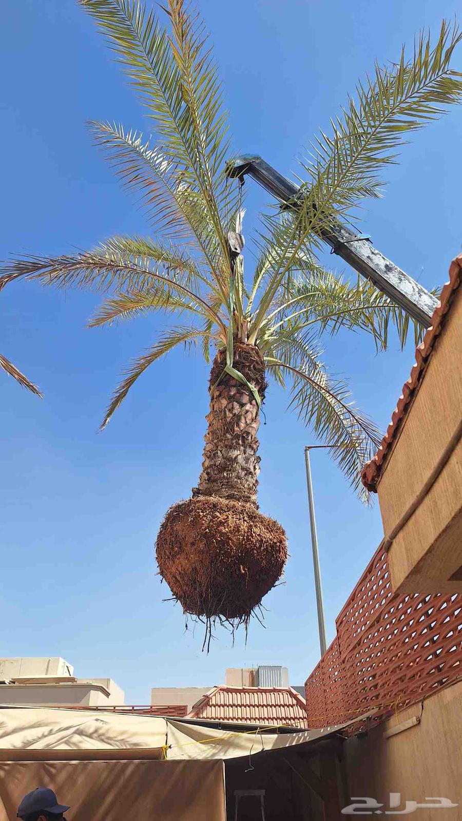ترحيل وازله نخل واشجار تالفه64202723355266112