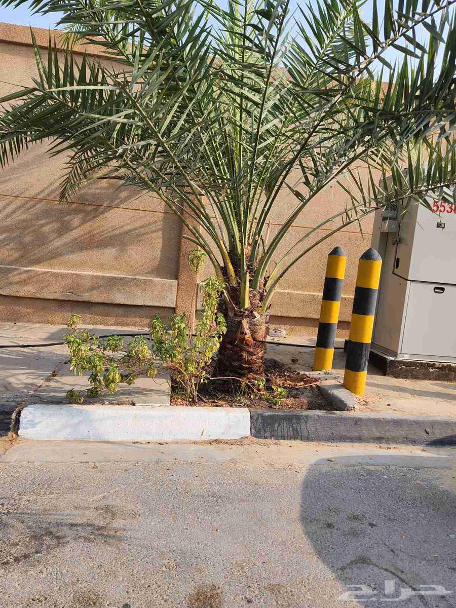 زرع طبيعي واشجار64202933468931113