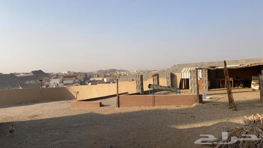 Farm for rent (sheep - poultry - warehouse)64159957472387110