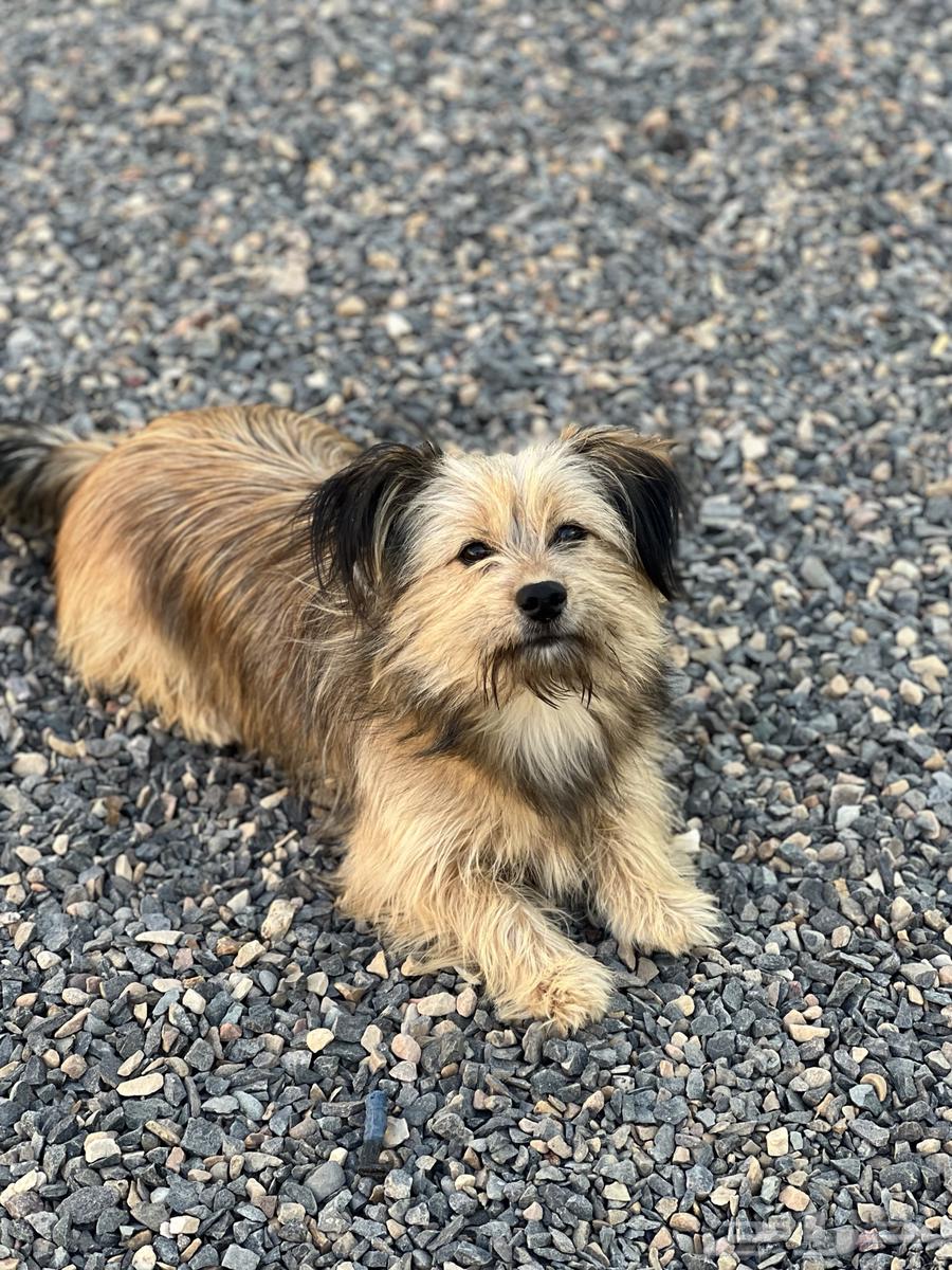 كلب للبيع64692796265475110