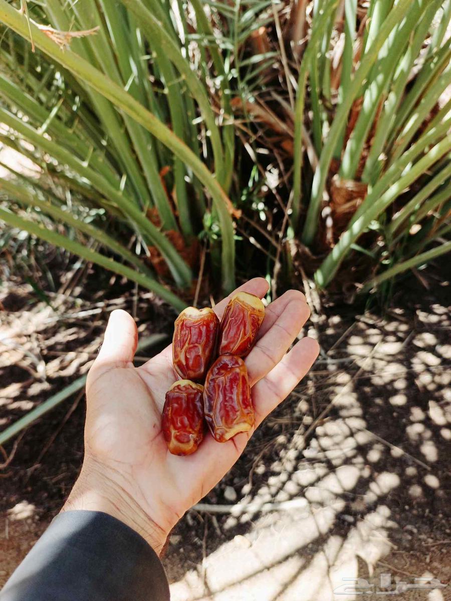 We specialize in uprooting, planting, and supplying all types of western palm and ornamental palm trees64377063792643114