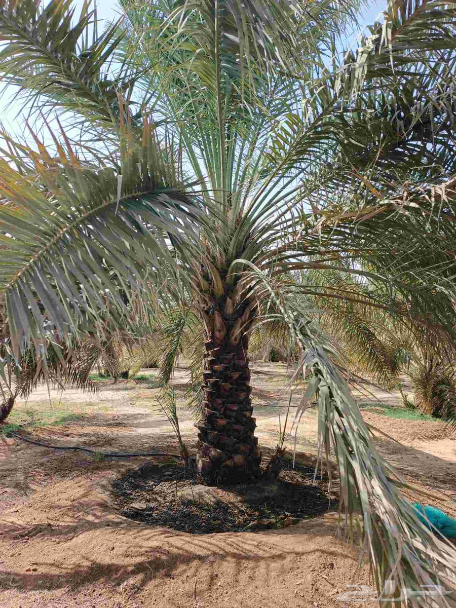 We specialize in uprooting, planting, and supplying all types of western palm and ornamental palm trees64377063792643112