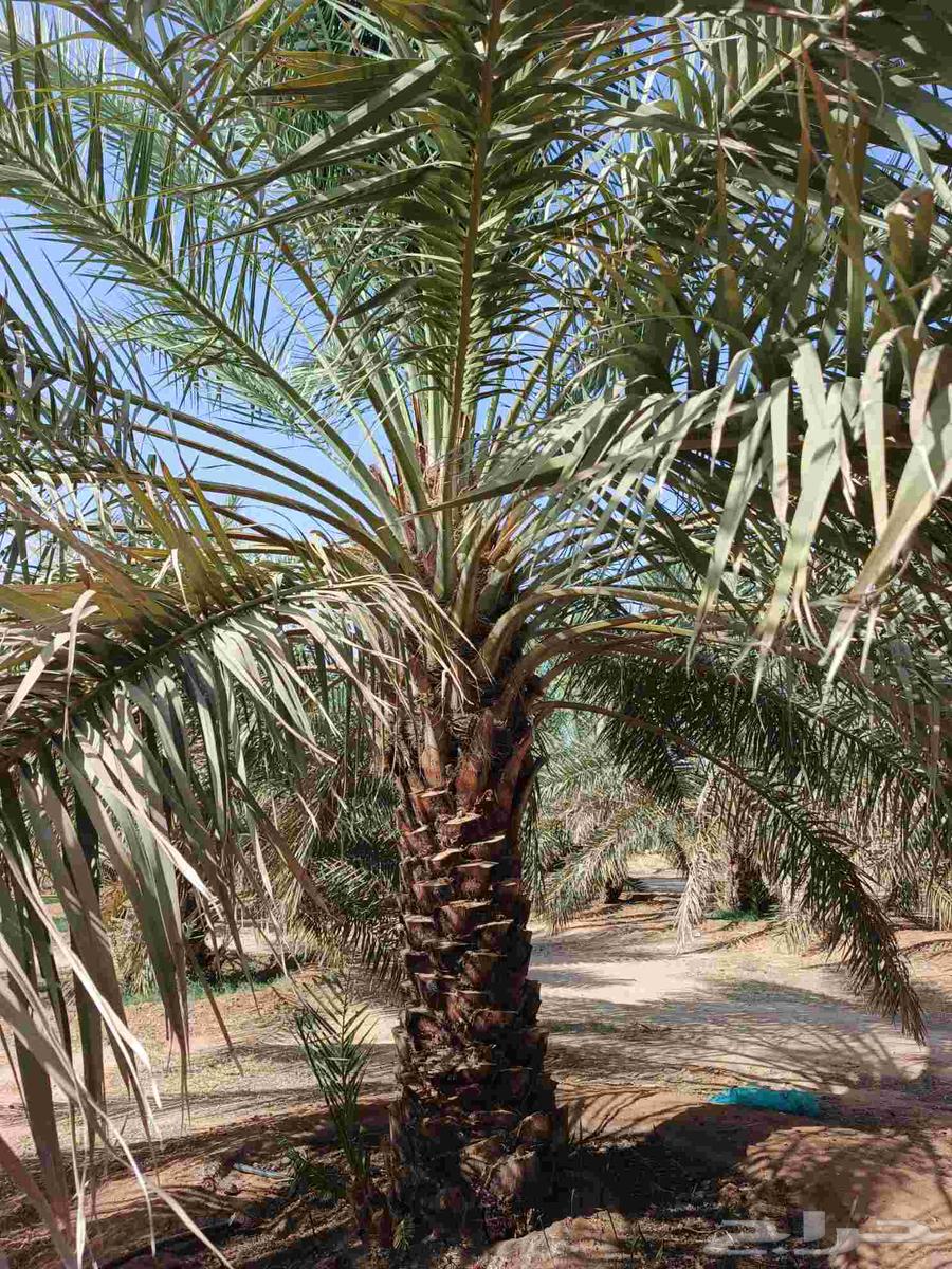We specialize in uprooting, planting, and supplying all types of western palm and ornamental palm trees64377063792643110