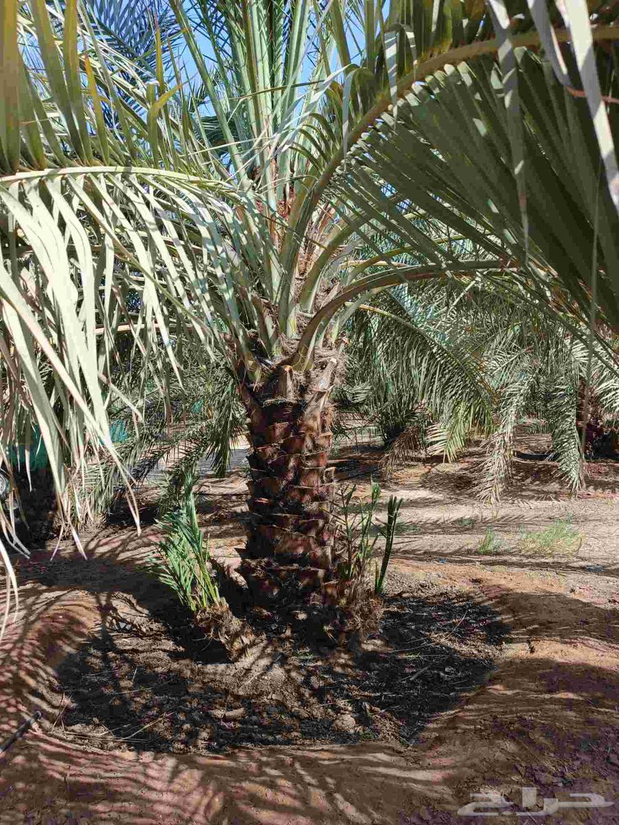 We specialize in uprooting, planting, and supplying all types of western palm and ornamental palm trees64377063792643111