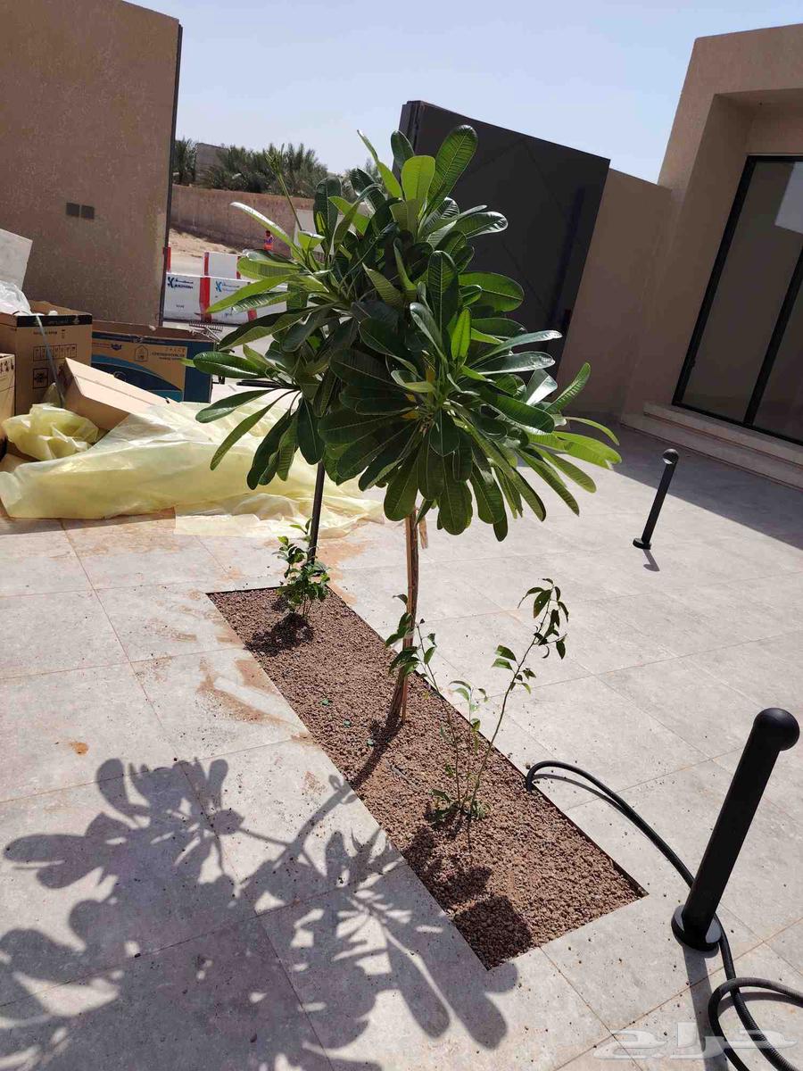 تنسيق حدائق القصيم64202932385409114