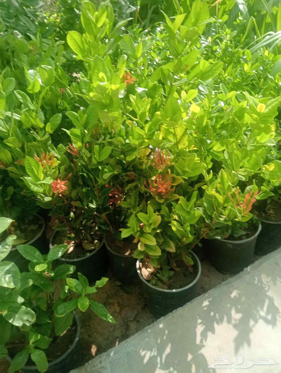 زرع طبيعي واشجار64202933468931112