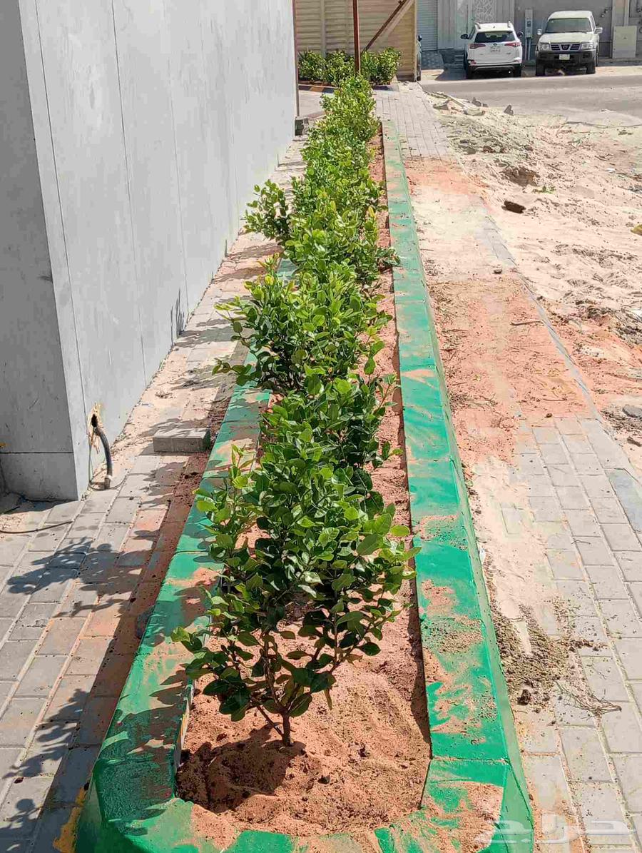 زرع طبيعي واشجار64202933468931111