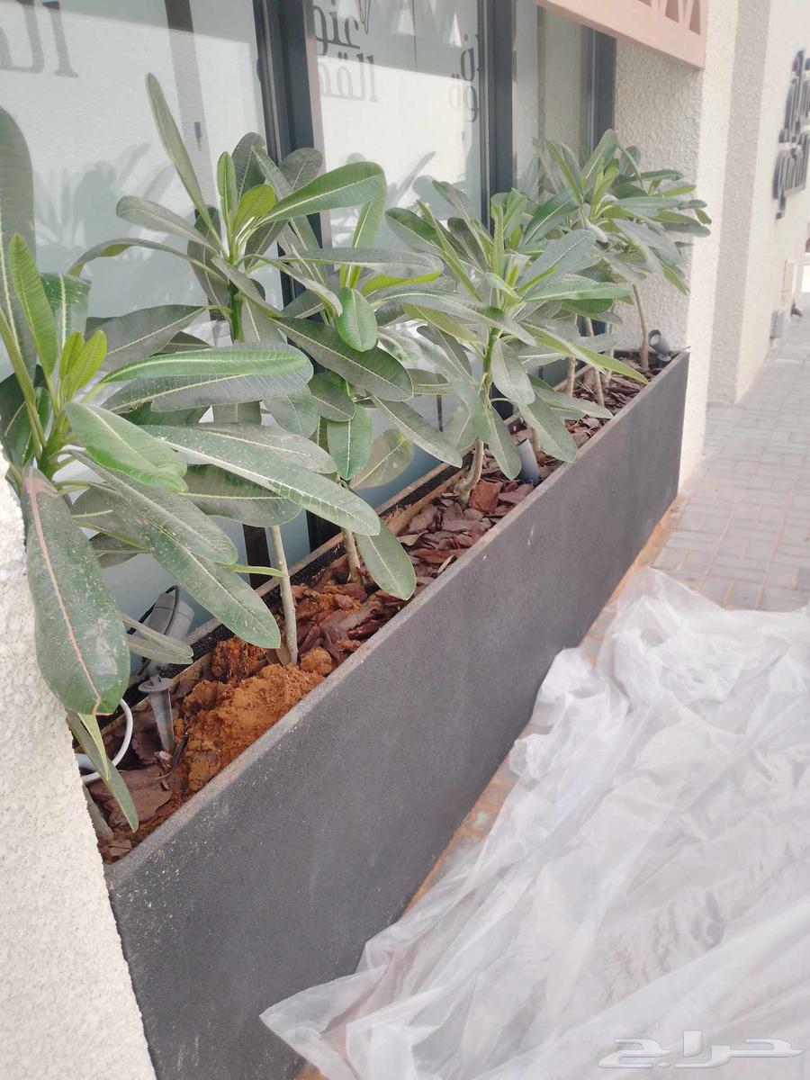 زراعه التيل الطبيعي64207262896899113