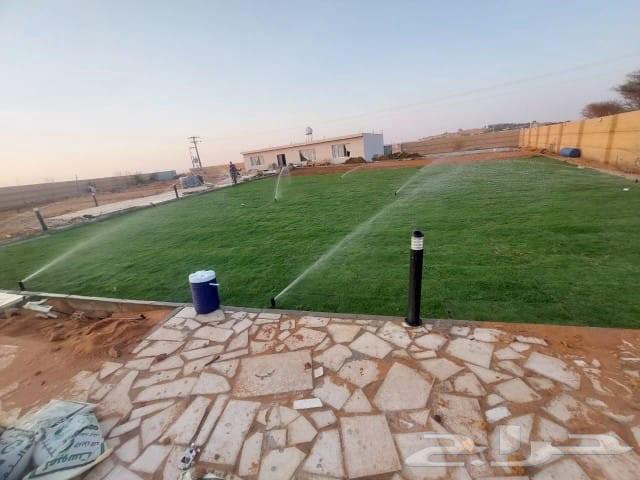 زراعه التيل الطبيعي64207262896899110