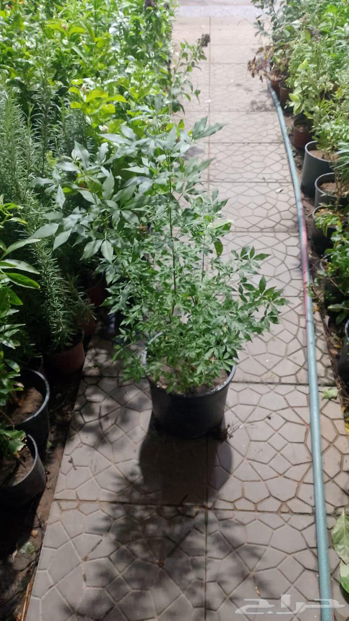 شجره صناعي ونباتات الزينة الخارجية64202932876801111
