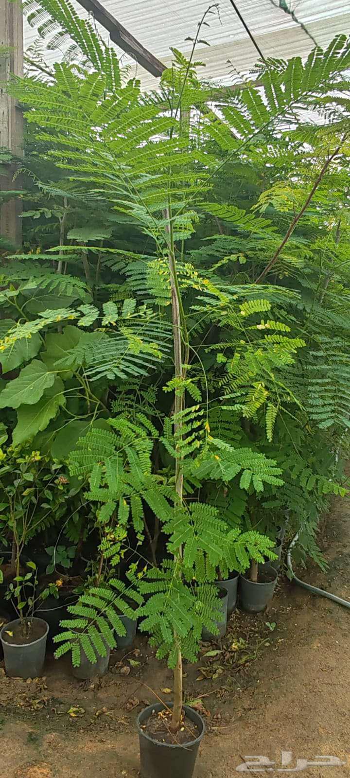 زرع طبيعي واشجار64202933468931114