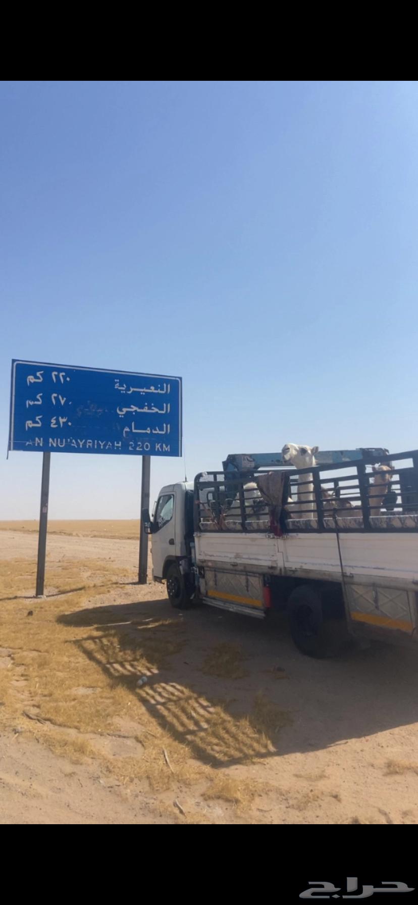 دينا لنقل البل64202523032833110
