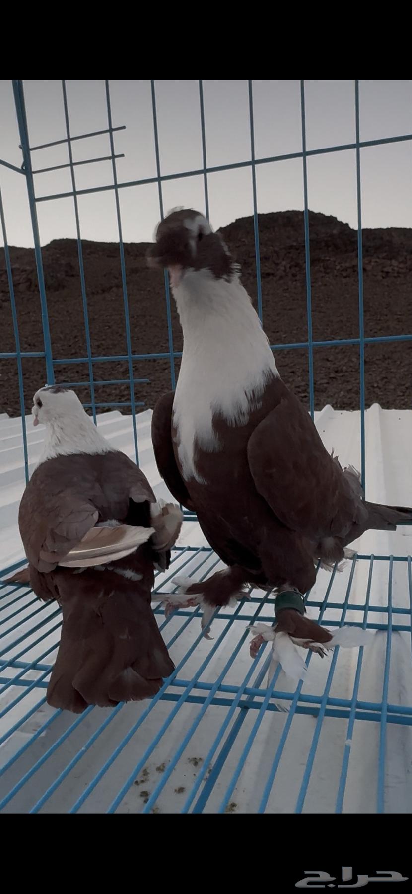 حمام لبناني حمام شخشرلي64201270547970111